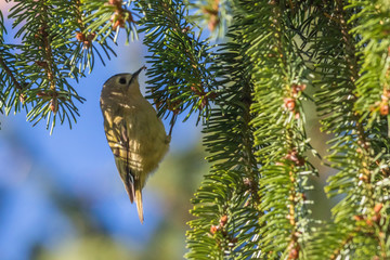 Goldcrest (Regulus regulus) on a branch
