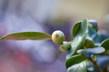 capullo de camelia