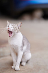 One cat yawning