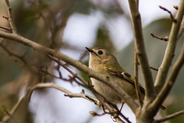 Fototapeta premium Goldcrest (Regulus regulus) on a branch