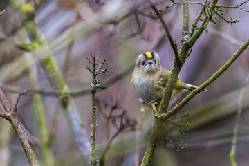 Goldcrest (Regulus regulus) on a branch