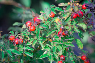 Berries of a dogrose on a bush