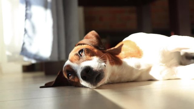 Footage of young jack russell terrier dog sleeping on a floor in room near window.