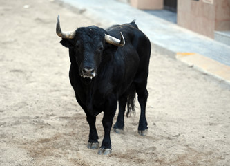 toro