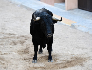 toro en españa