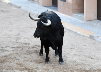 toro