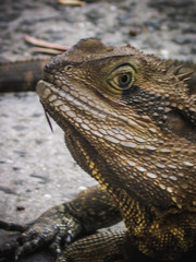 Australian Lizzard