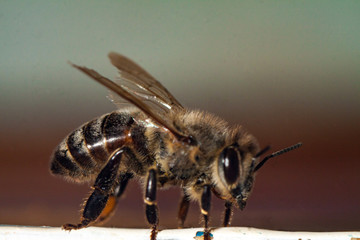 european or western honey bee