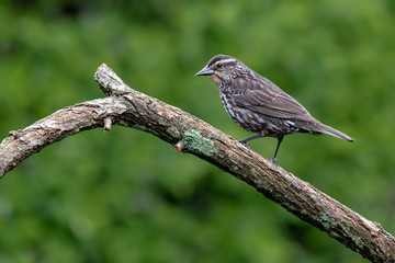 The mistle thrush (Turdus viscivorus) sitting on the branch