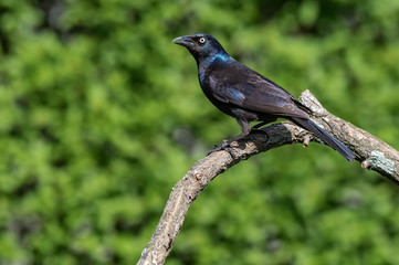 Common Grackle, Quiscalus quiscula, on moss covered log against a natural green forest background