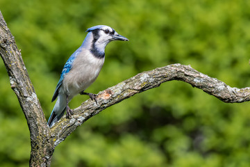 Blue Jay, Cyanocitta Cristata, perched on a mossy branch
