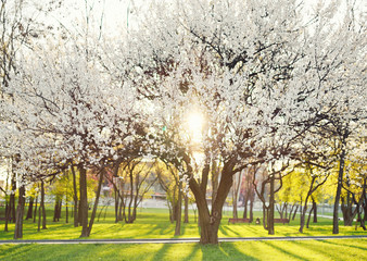 blooming apricot tree against green grass and sun