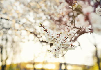 spring flowering apricot close-up. The concept of the awakening of nature, April, may.