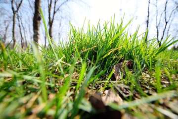 first fresh green grass close-up on a Sunny day. The concept of spring