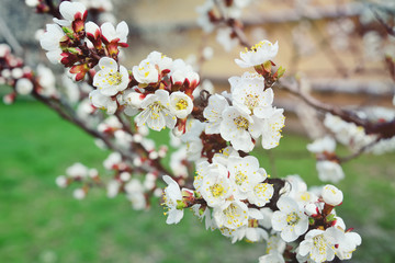 white flowering apricot tree close-up. The concept of spring