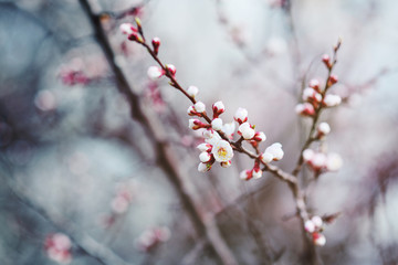 white flowering apricot tree close-up. The concept of spring