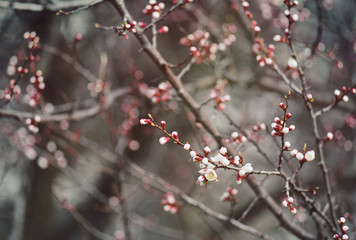 spring flowering apricot close-up. The concept of the awakening of nature, April, may.