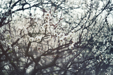 white flowering apricot tree close-up. The concept of spring