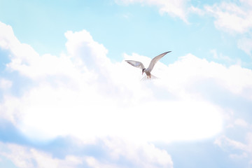 Hungry tern flying against the cloudy sky in front of a thunderstorm