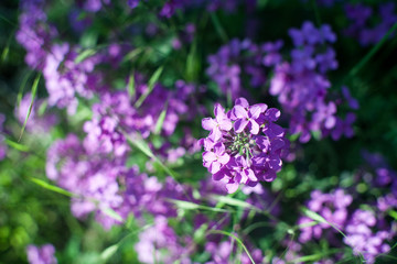 Blooming pink lilac flowers