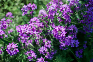 Blooming pink lilac flowers