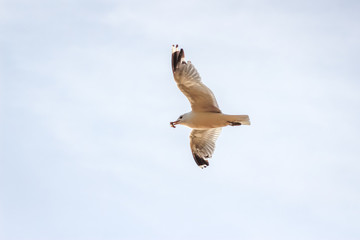 Hungry Seagull flying against the cloudy sky before a thunderstorm with a large piece of bread in its beak