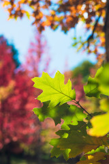 colored oak leaves