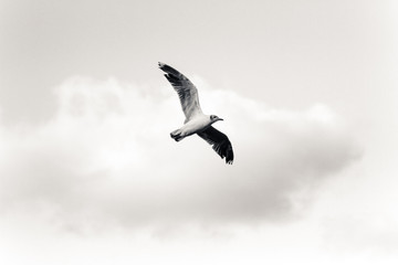 seagull in flight