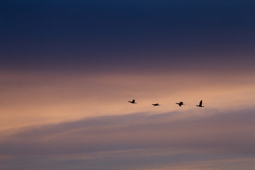 flock of birds flying in the blue sky