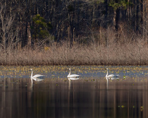 Tundra swans on a wildlife refuge.