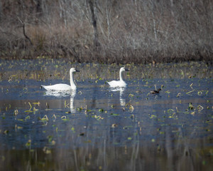 Tundra Swans on a wildlife refuge.