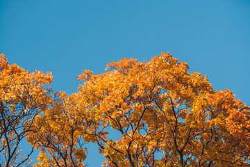 Autumn orange vivid mapple tree leaves with the blue sky background