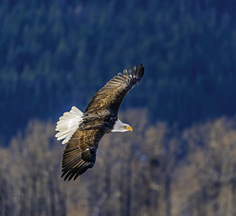 Bald Eagle in Flight  - A bald eagle flies by with wings outstretched Chilkat River, Haines, Alaska.