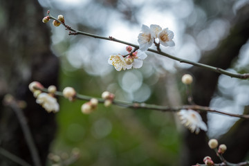 Japanese Cherry Blossom Flowers 