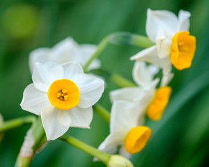 daffodils on green background