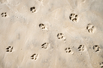 Dog paw prints scatter along the smooth sand on the shore of a beach in bright sunlight