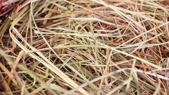 hay straw pet bedding dry herbs grass food closeup texture pattern seamless looping rotating video footage hd resolution.