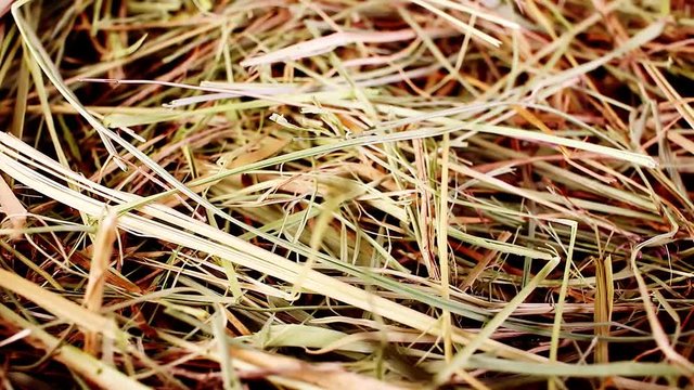 hay straw pet bedding dry herbs grass food closeup texture pattern seamless looping rotating video footage hd resolution.