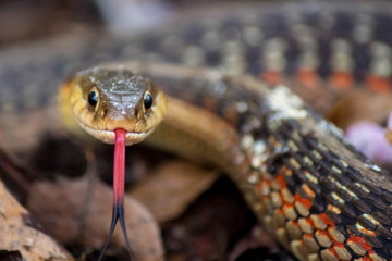 Snake Stare-down 
