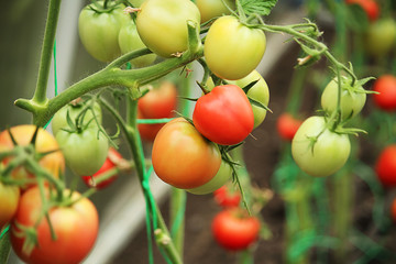 Red tomatoes and green tomatoes on a branch, rich harvest, organic vegetables. Selective focus, close-up.
