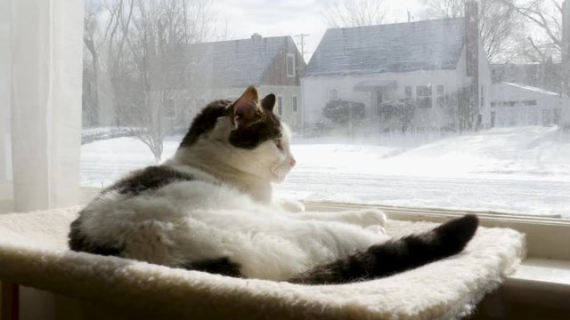 Cat in winter window on cat hamock