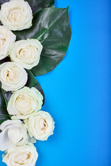 White rose with green leaves on blue background. Greeting card and design element. Top view, copy space
