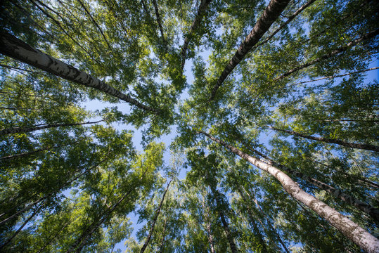 Looking up in Forest - Green Tree branches nature abstract