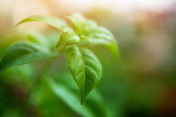 green leaf on blurred greenery background concept.