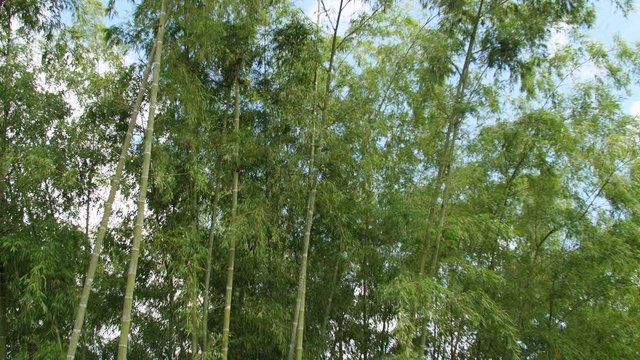 Huge Bamboo with Tourists Looking at it