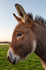 A Color Donkey Portrait at Sunset, California, USA