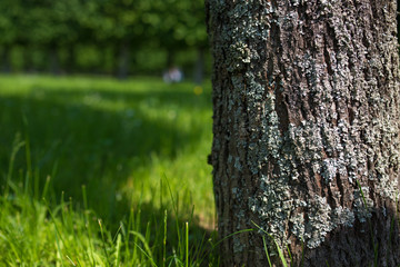 Spring meadow with big tree with fresh green leaves. Selective focus macro shot with shallow DOF