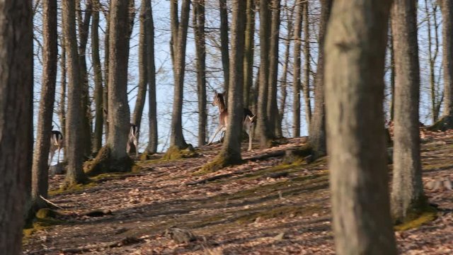Deer running in the forest