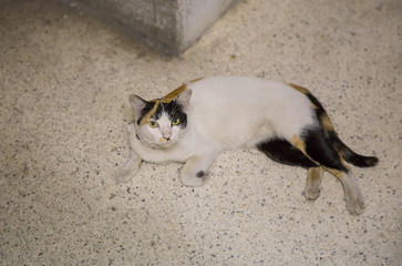 Thai Shabby cat (soft focus)