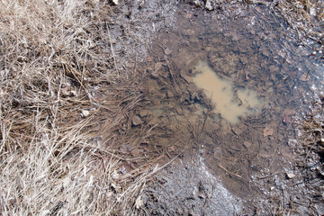 Background, gray, brown earth, puddle with old leaves and grass on a spring, clear day.